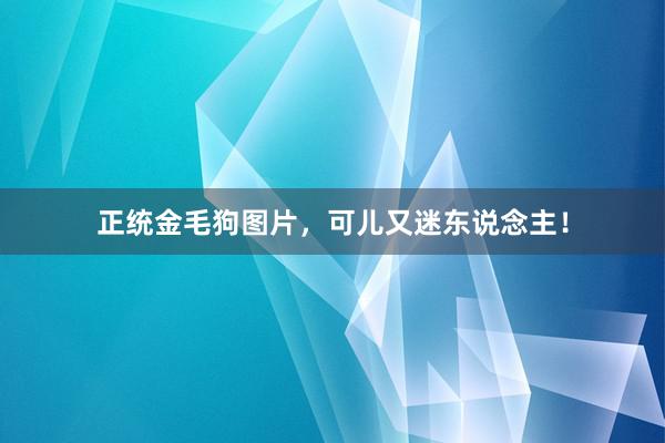 正统金毛狗图片，可儿又迷东说念主！